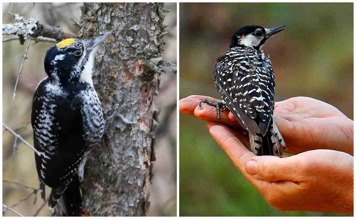 3 Types Of Woodpeckers Found In Florida