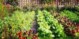 Need Help With Organic Gardening? Try Using These Tips