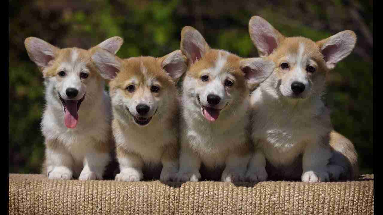 The Furry Charms: Exploring Welsh Corgi Fluffies and Fuzzy Puppy Magic: