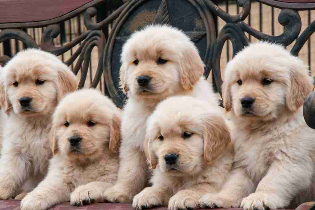 The Ultimate Guide to Miniature Goldendoodles in Florida Finding Your Perfect Companion: