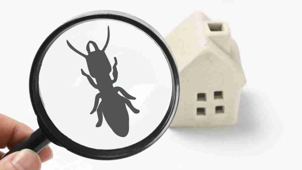 Comprehensive Guide to Effective Ant Pest Control in Perth