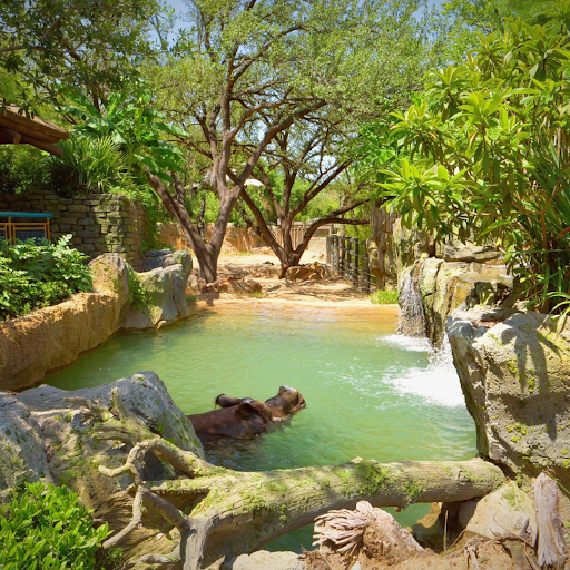 Conservation Oasis: Discovering Fresno Chaffee Zoo’s Global Impact