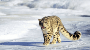 Birding Wildlife And Cultural Holidays