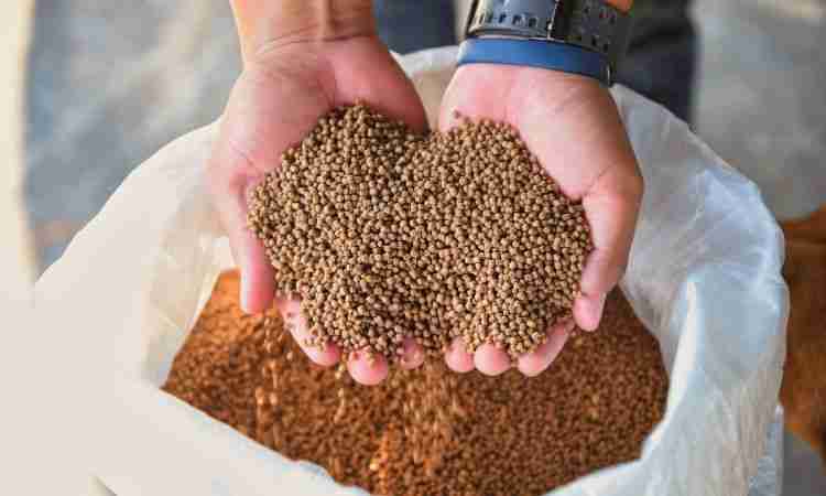 Plasma Feed Market Size, Share, Trends Forecast | 2024