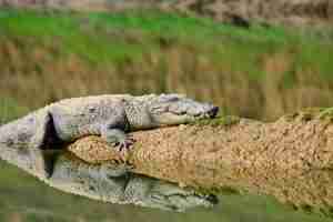 Chambal Wildlife Safari Booking