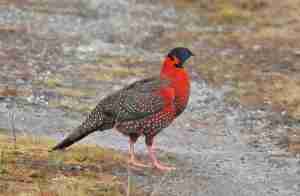 Himalayan Birding Tours