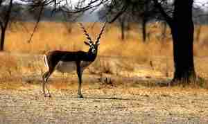 Tal Chhapar Blackbuck Sanctuary 