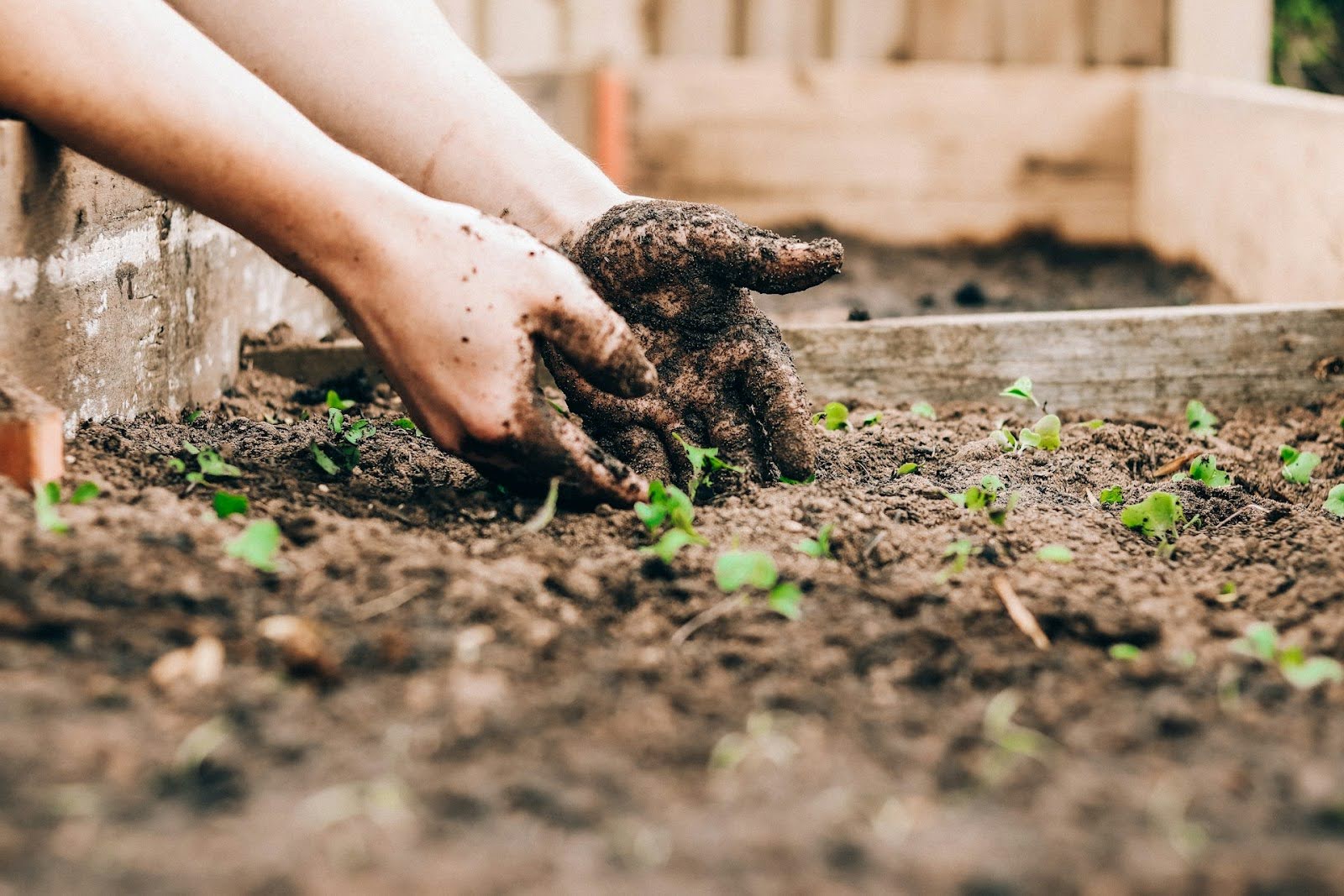 Preparing Your Garden for the Rainy Season: A Comprehensive Guide