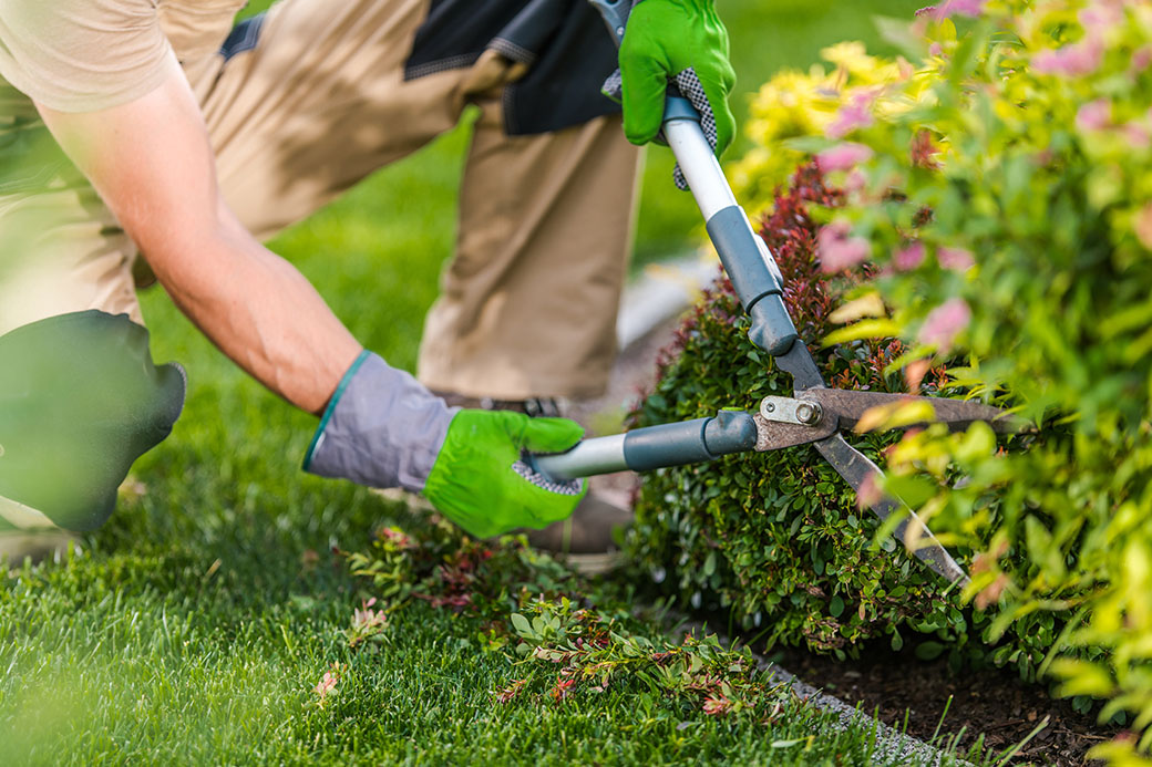 Where Can I Book Virtual Gardening Consultations?