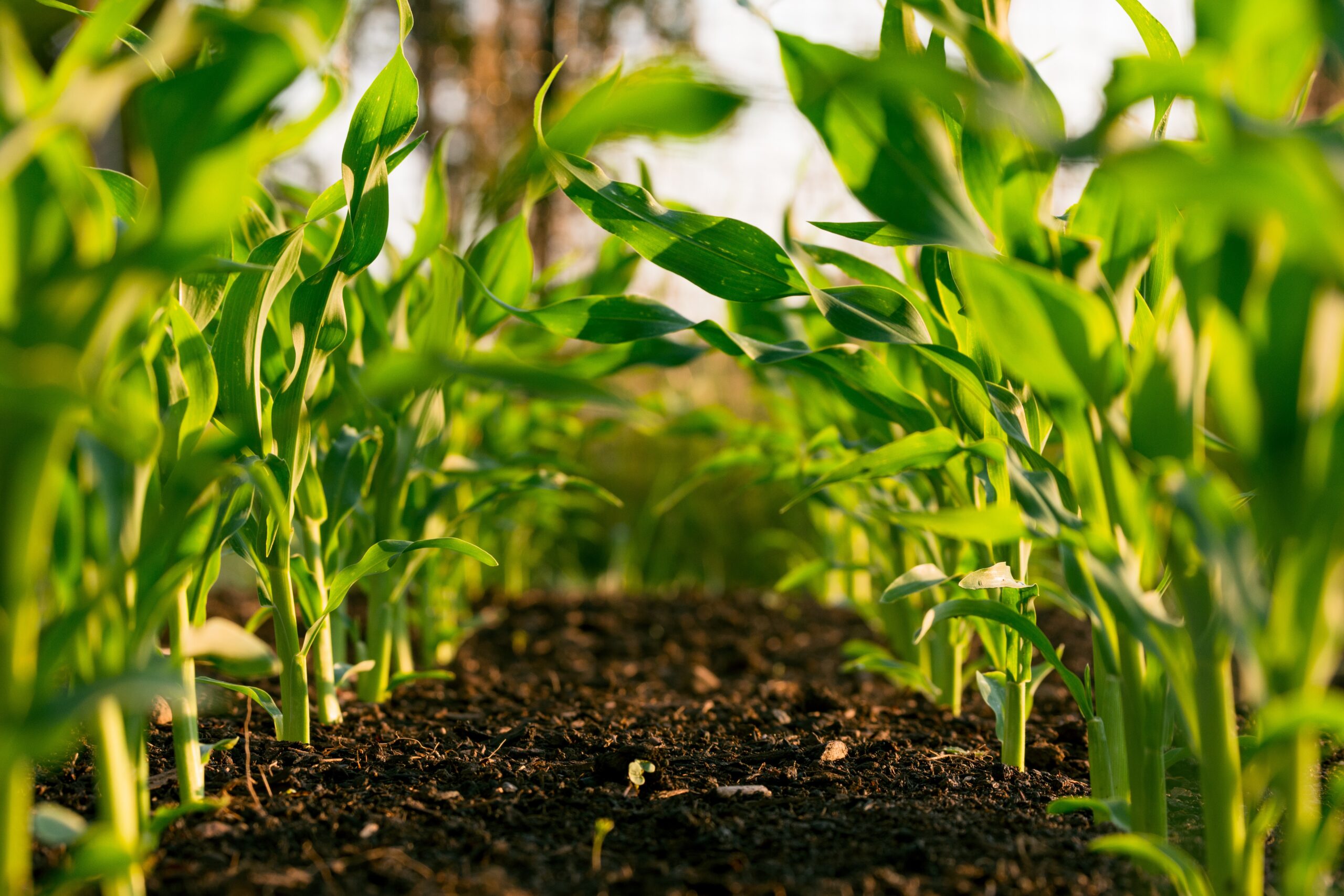 5 Benefits of Regenerative Farming for Health and Sustainability