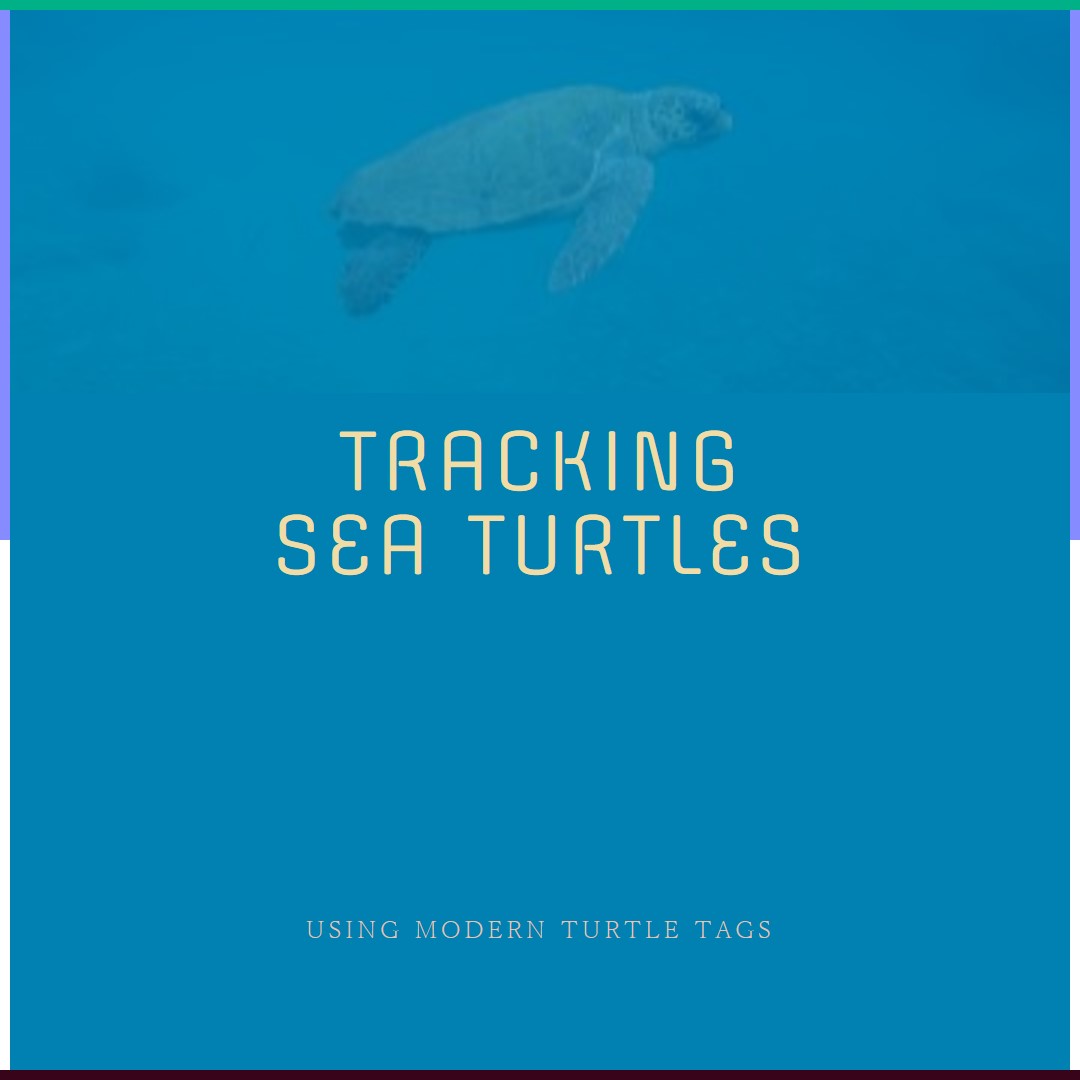 Effective Methods for Tracking Sea Turtles Using Modern Turtle Tags