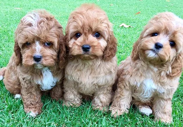 Your Guide to Groodle Puppies for Sale in Melbourne: From Puppies to Perfect Pets