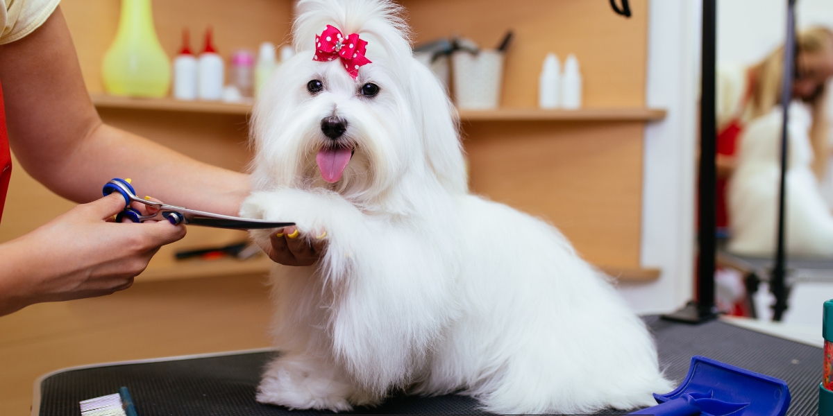 Top Dog Grooming Mistakes to Avoid for a Healthy, Happy Pup