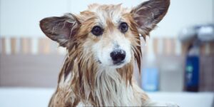 Dog Bathing Service