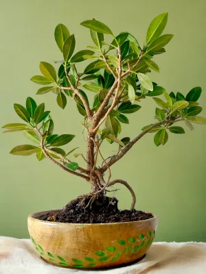 Bonsai Plants: A Thoughtful Gift for Any Occasion