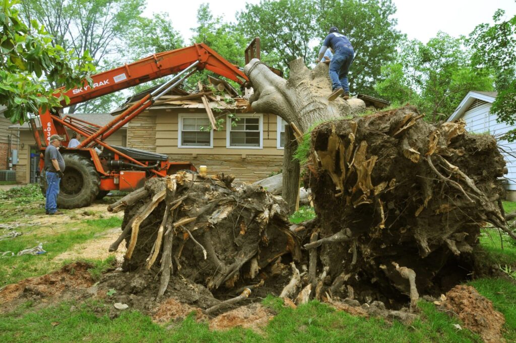Affordable Tree Trimming Near Me: Quick and Reliable Services