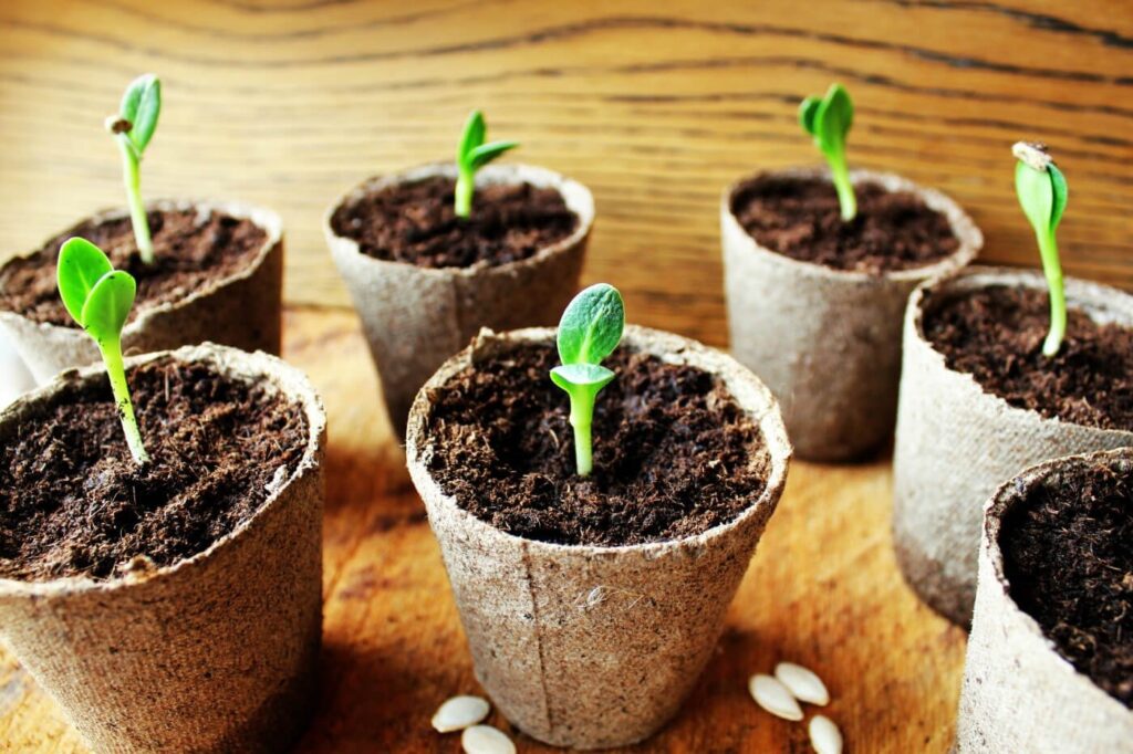 The Best Soil Mix for Healthy Cucumber Seedlings