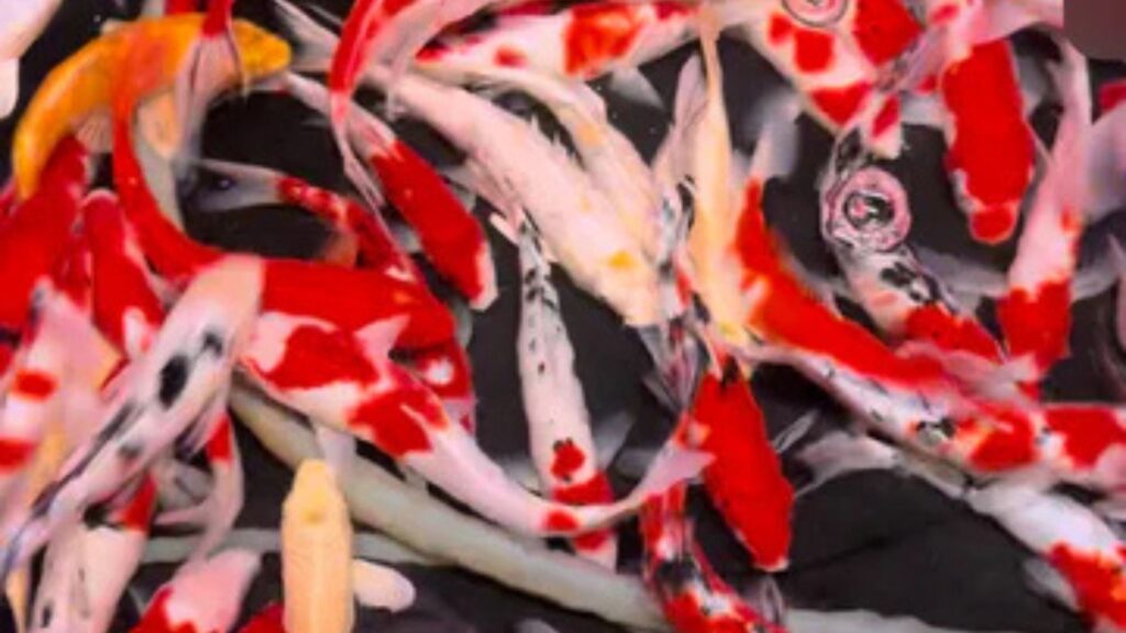 Goldfish Behavior Explained: Understanding Their Unique Personalities
