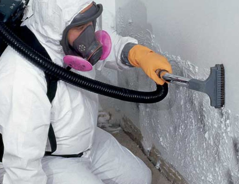 Mold and Your Health: Why Professional Mold Removal is Important