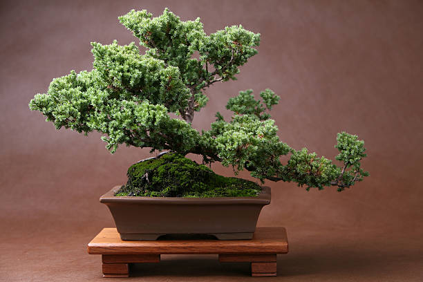 The Juniper Bonsai Tree: A Timeless Miniature Marvel πΏπ