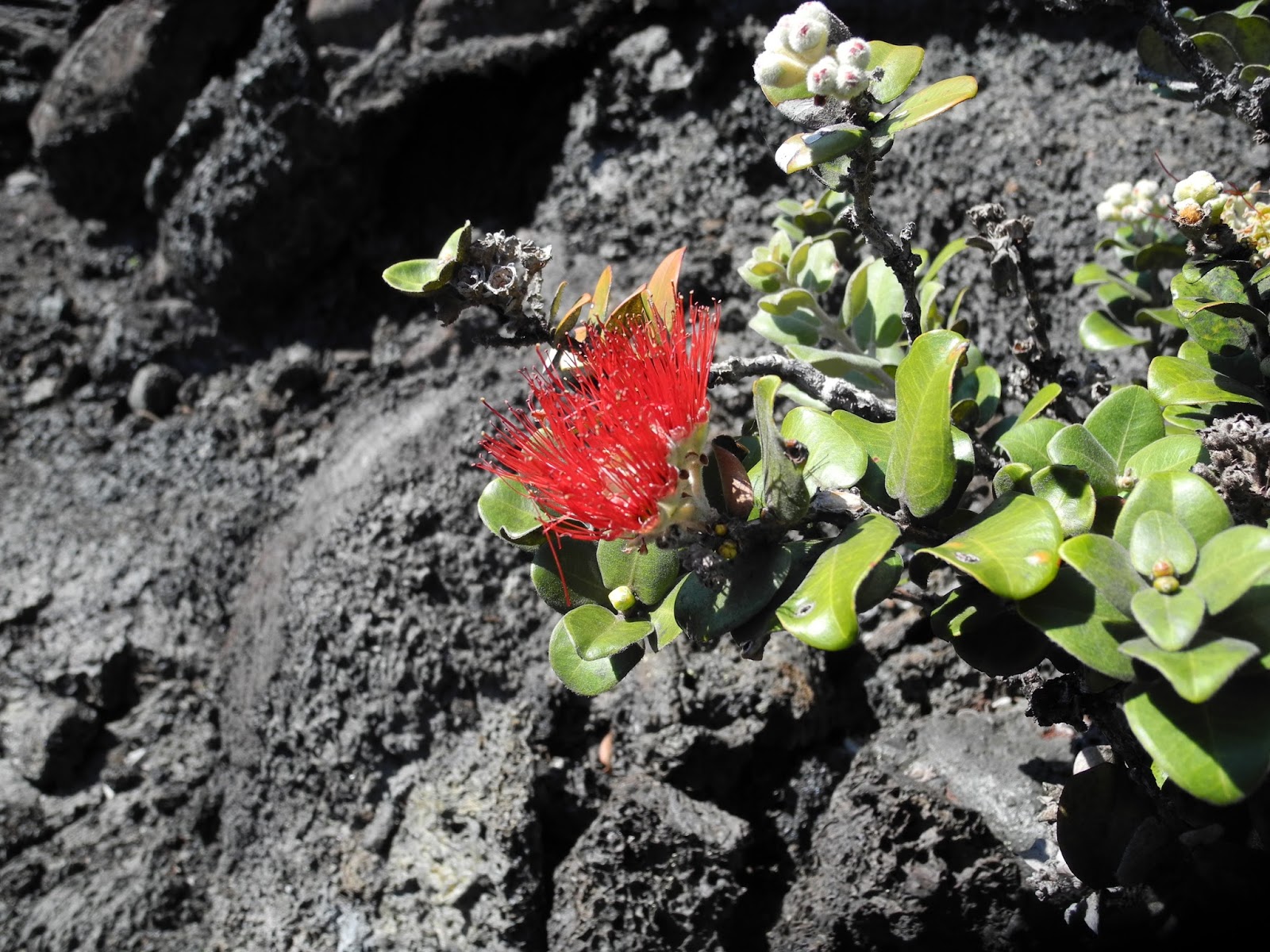 The Legendary ʻŌhiʻa Lehua Tree: A Symbol of Hawaiian Culture and Resilience