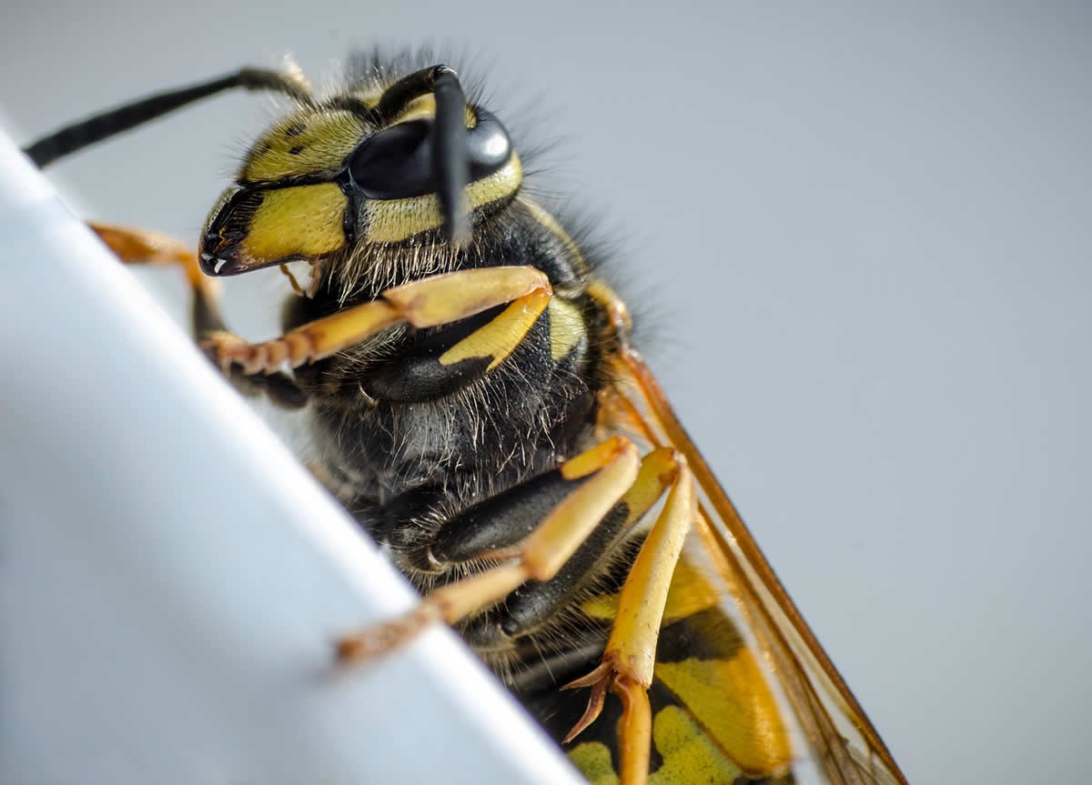How To Get Rid Of Wasp Nest In Brick Wall