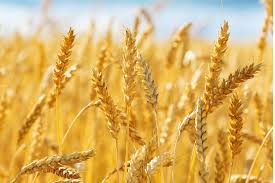 Global Wheat Market Forecast 2025–2033: Trends, Segmentation, and Strategic Insights