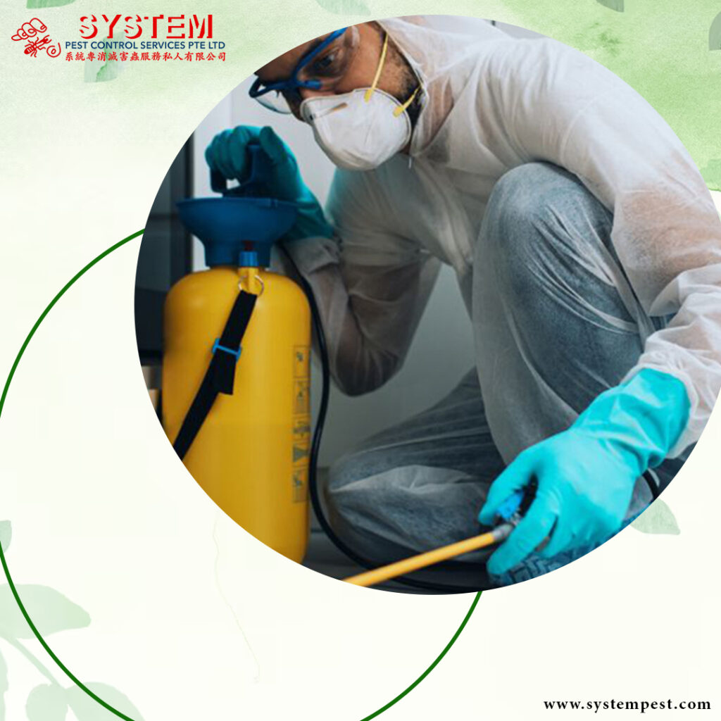 Effective Termites Treatment Singapore: Professional Solutions by System Pest Control