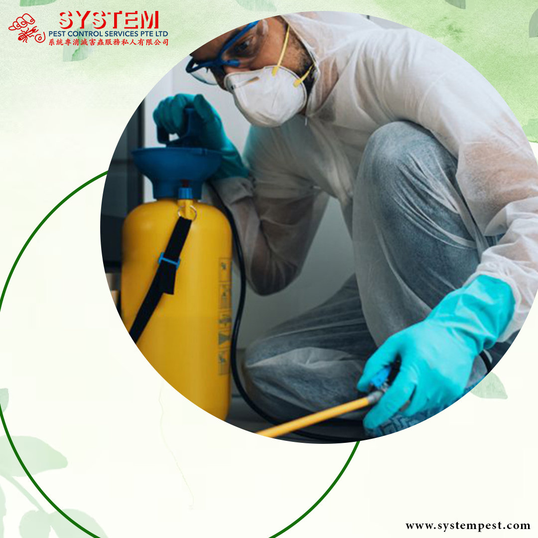 Effective Termites Treatment Singapore: Professional Solutions by System Pest Control