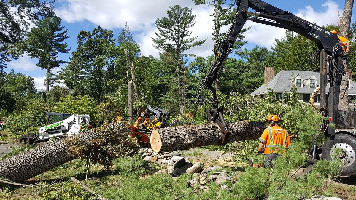 Smart Tree Removal in Birmingham, MI
