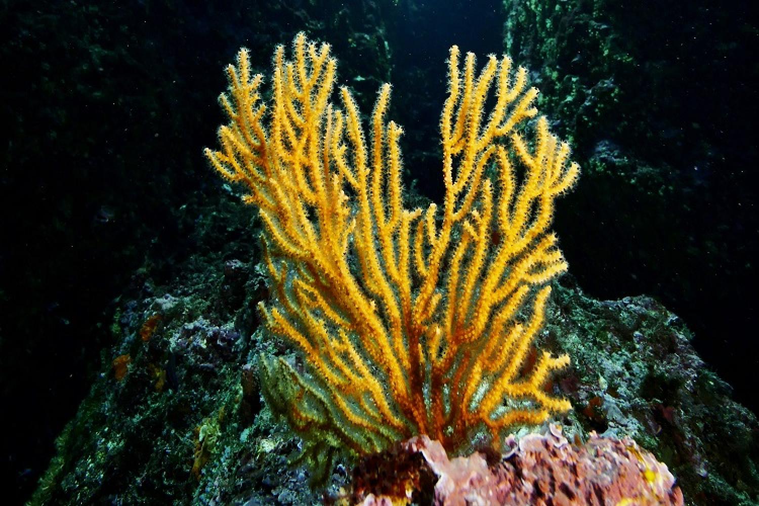 What Makes Soft Corals Ideal For Reef Aquariums Today?