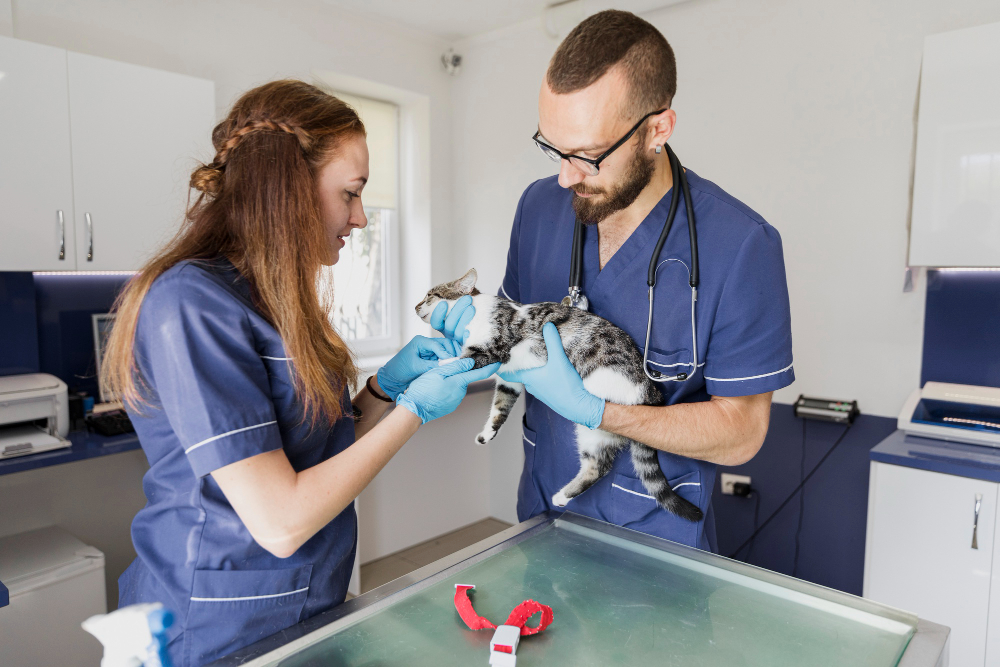 The Ultimate Guide to Choosing the Right Pet Veterinary Clinic in Qatar