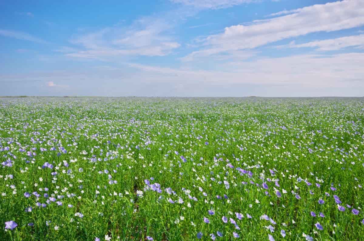 A Complete Guide to Flaxseed Farming in India