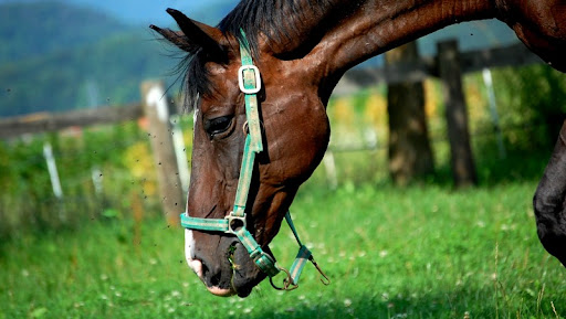 Common Mistakes in Horse Feeding and How to Avoid Them