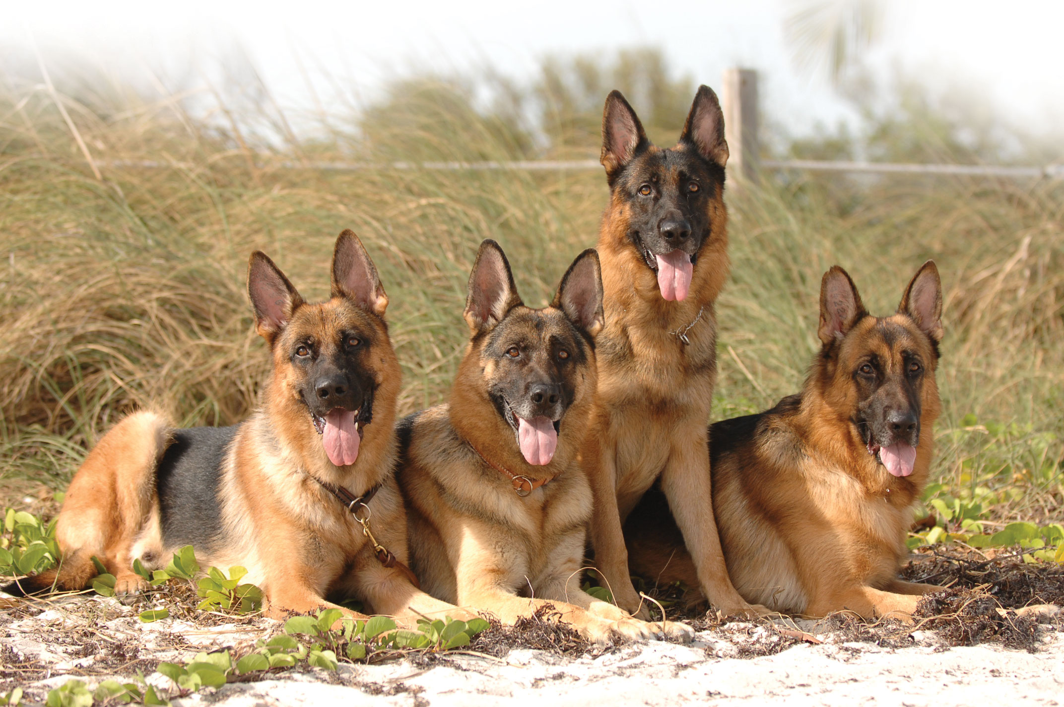 German Shepherd Puppies for Sale in Florida – Purebred & Healthy