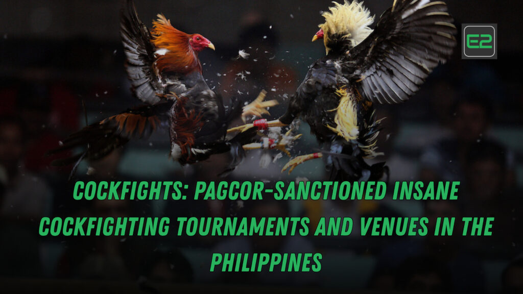 COCKFIGHTS: PAGCOR-Sanctioned Insane Cockfighting Tournaments and Venues in the Philippines