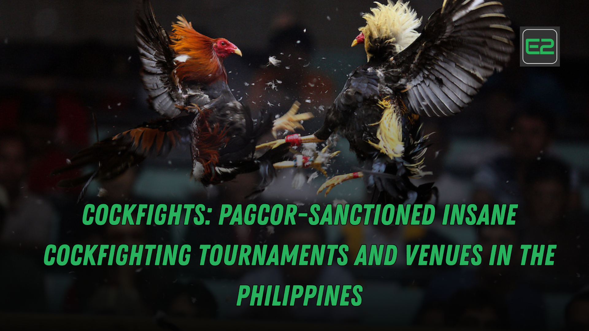 COCKFIGHTS: PAGCOR-Sanctioned Insane Cockfighting Tournaments and Venues in the Philippines