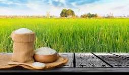 Buy Rice Online – The Modern Way to Stock Quality Grains