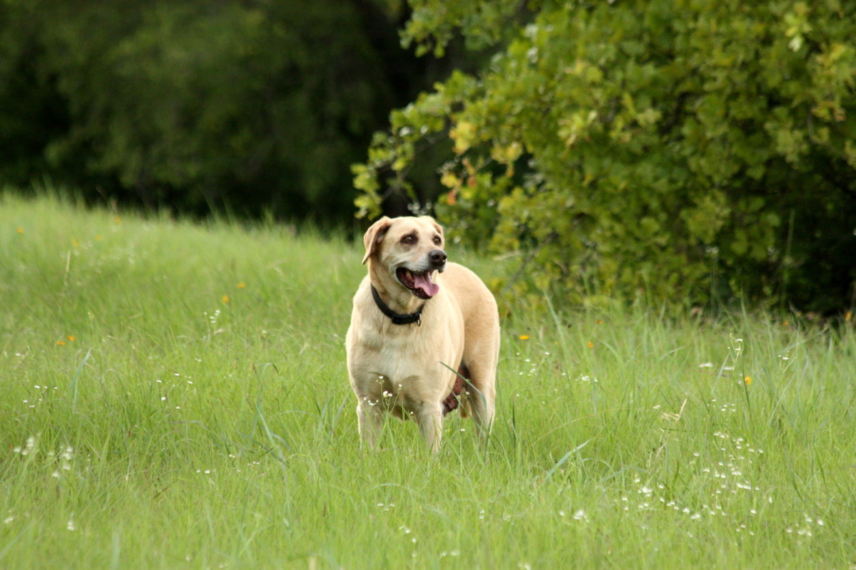 Essential Gear for Every Dog Owner: Muzzles, Tactical